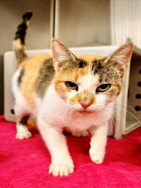 *DAFFODIL, a Domestic Medium Hair (medium coat) cat for adoption in Derwood, MD
