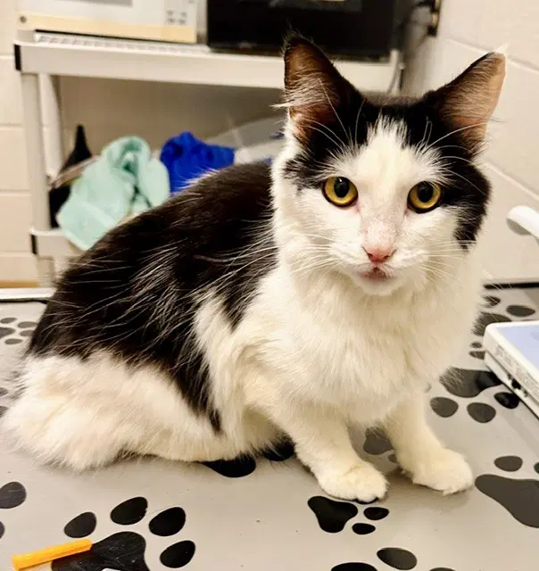 Broadway - Domestic Medium Hair