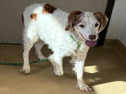 YOSHI, a French Brittany (medium coat) dog for adoption in Derwood, MD