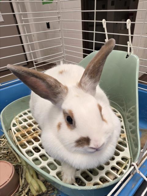 *HUNNY BUNNY, a Shorthaired Rabbit (medium coat) rabbit for adoption in Derwood, MD