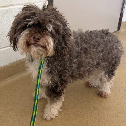 MILO, a Poodle (Miniature) (medium coat) dog for adoption in Derwood, MD