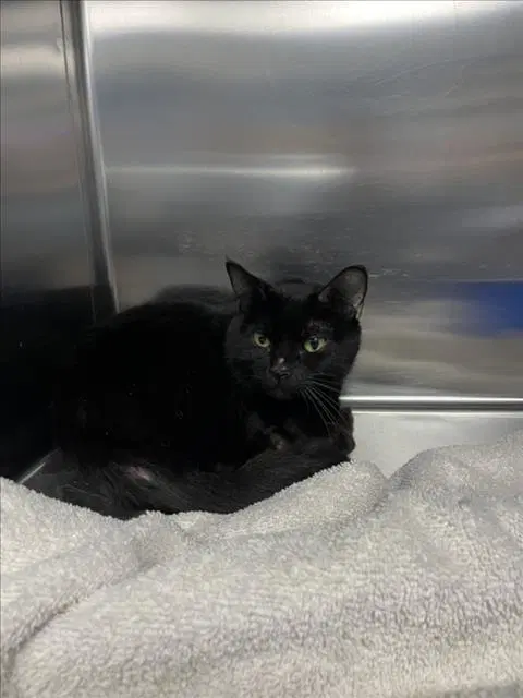 Lima Bean - Domestic Short Hair