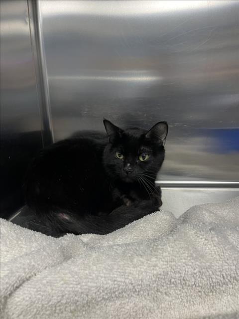 *LIMA BEAN, a Domestic Short Hair (medium coat) cat for adoption in Derwood, MD