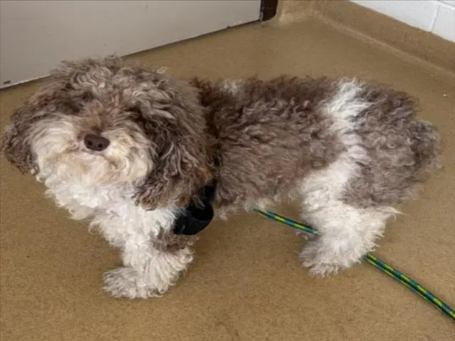 Zylo - Poodle (Miniature)