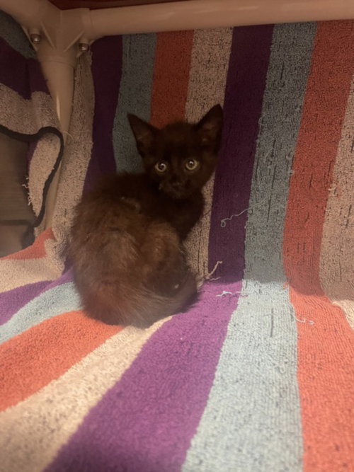 *BEARNAISE, a Domestic Medium Hair (medium coat) cat for adoption in Derwood, MD
