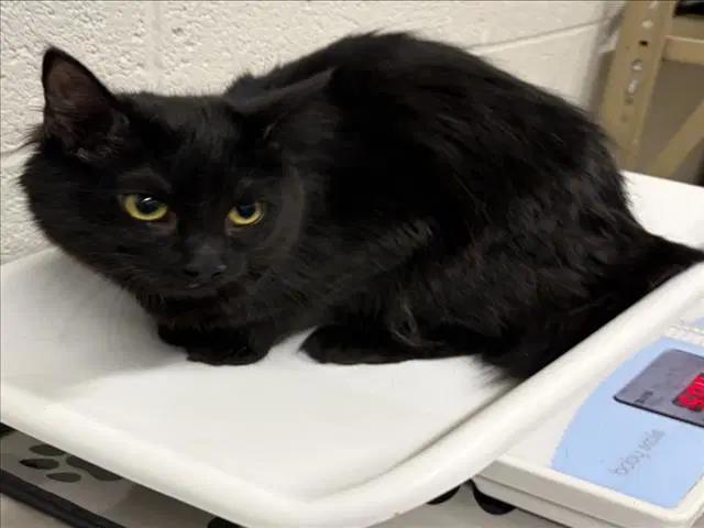 Ashley - Domestic Medium Hair