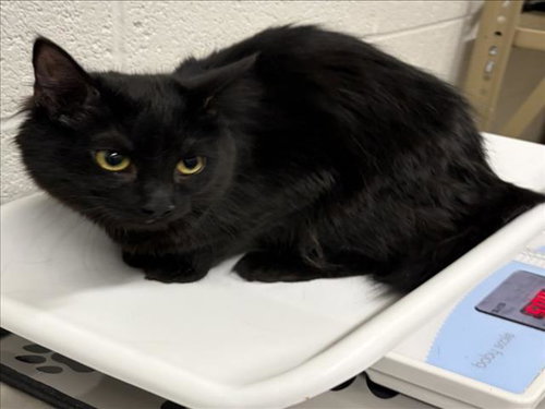 ASHLEY, a Domestic Medium Hair (medium coat) cat for adoption in Derwood, MD