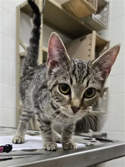 Baileys - Domestic Short Hair