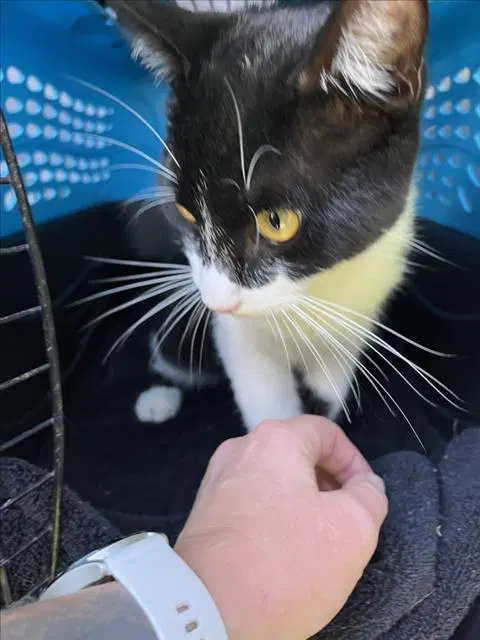 Stitch - Domestic Short Hair