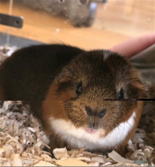 MOCHA, a Guinea Pig (medium coat) other pet for adoption in Derwood, MD