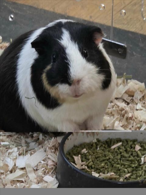 OREO, a Guinea Pig (medium coat) other pet for adoption in Derwood, MD