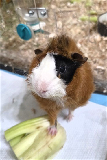 BOBA, a Guinea Pig (medium coat) other pet for adoption in Derwood, MD