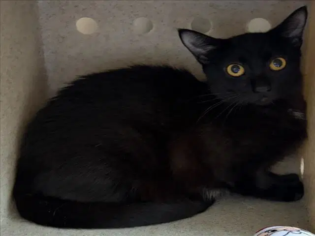 Sugar - Domestic Short Hair