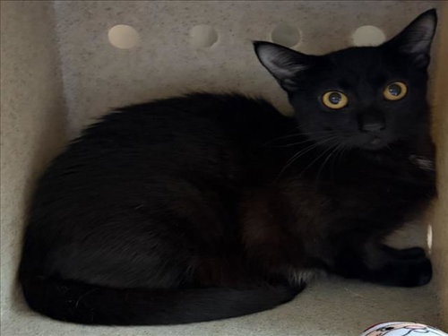 SUGAR, a Domestic Short Hair (medium coat) cat for adoption in Derwood, MD