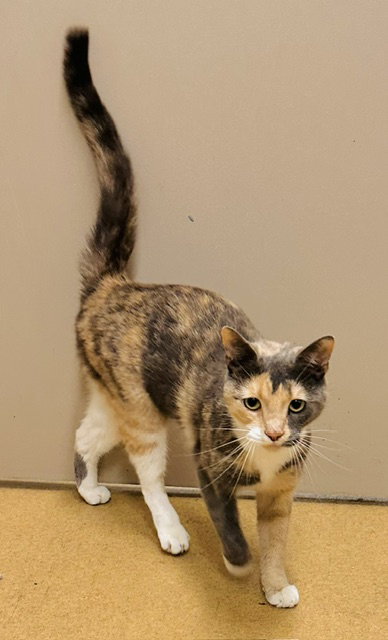 *CLAWDETTE, a Domestic Short Hair (medium coat) cat for adoption in Derwood, MD