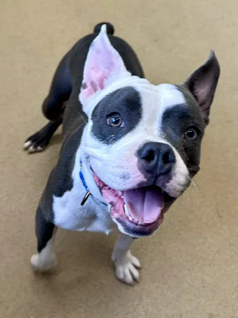Puparotti - American Pit Bull Terrier