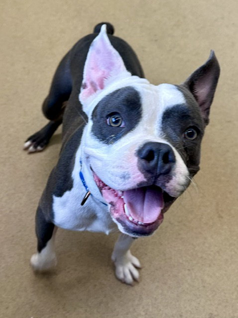 *PUPAROTTI, an American Pit Bull Terrier / French Bulldog / Mixed (medium coat) dog for adoption in Derwood, MD