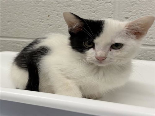 *FRANKFORT, a Domestic Short Hair (medium coat) cat for adoption in Derwood, MD
