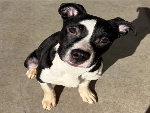Brittany - American Pit Bull Terrier