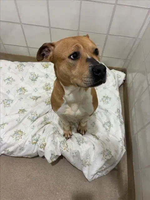 Tabitha - American Pit Bull Terrier