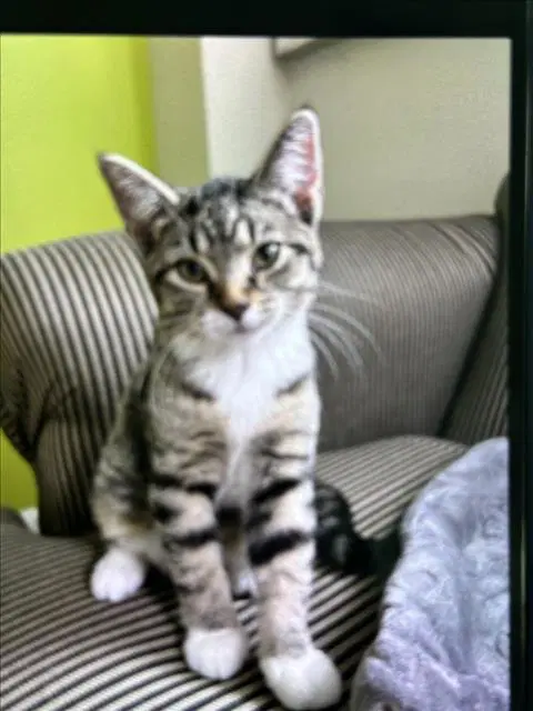 Lea - Domestic Short Hair