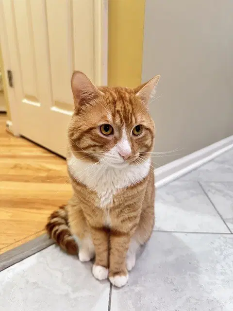 Mishmish - Domestic Short Hair
