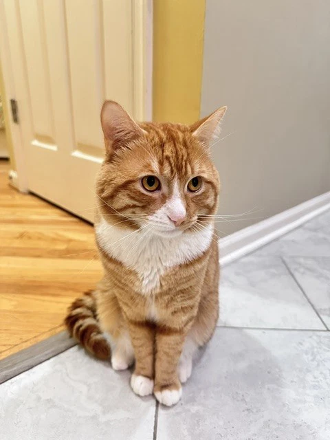 Mishmish
