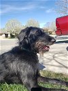 adoptable Dog in beaumont, ca, CA named ROCKET
