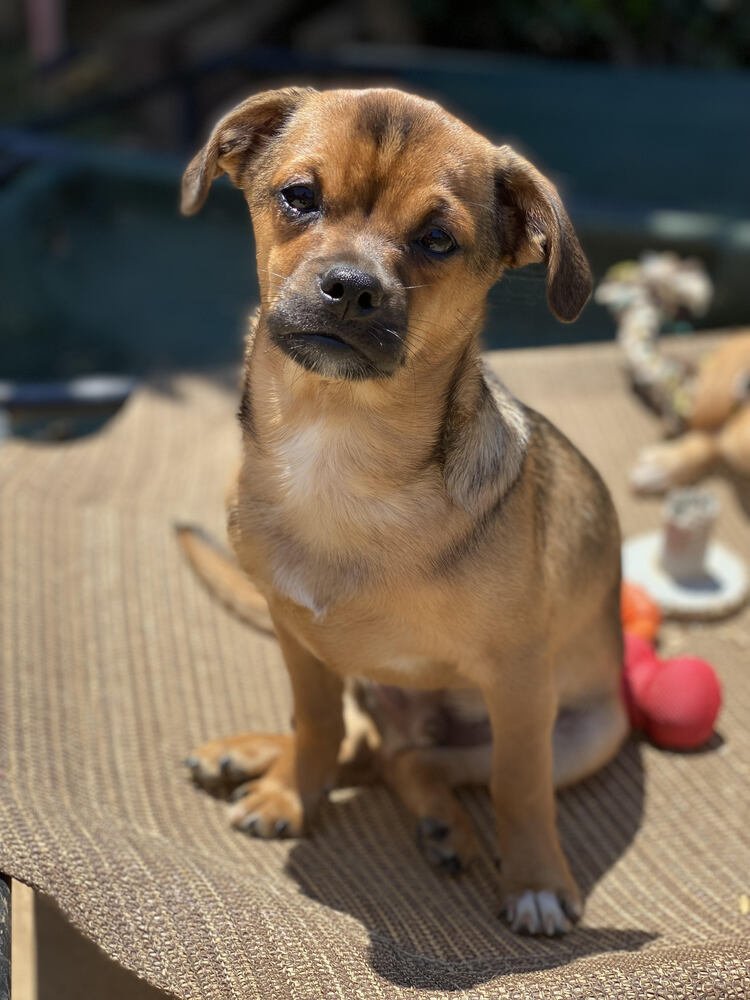 adoptable Dog in Beaumont, CA named BAILEY