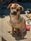 adoptable Dog in beaumont, CA named BAILEY