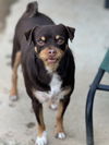 adoptable Dog in Beaumont, CA named JUNIOR