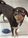 adoptable Dog in beaumont, CA named JUNIOR