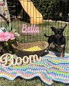 adoptable Dog in beaumont, CA named BELLA
