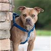 adoptable Dog in beaumont, CA named DEENO