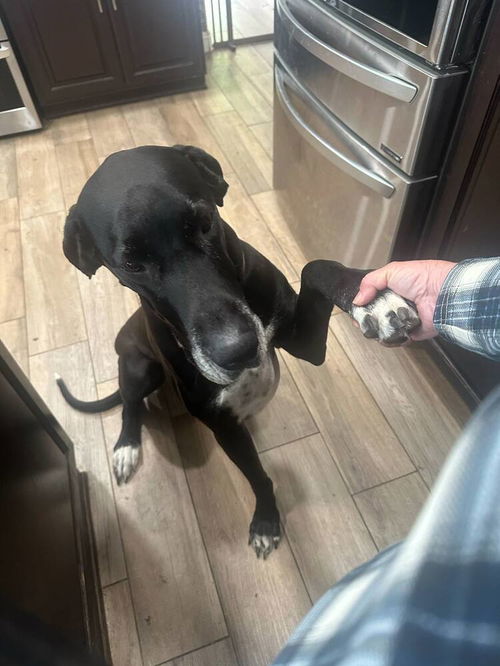 picture of the dog needing adoption