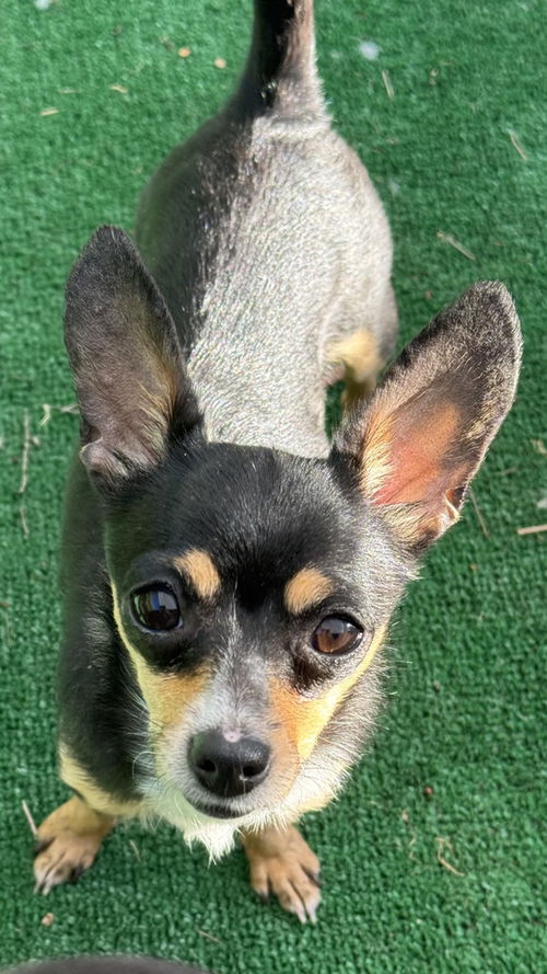 picture of the dog needing adoption