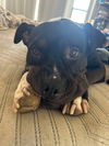adoptable Dog in  named FAITH