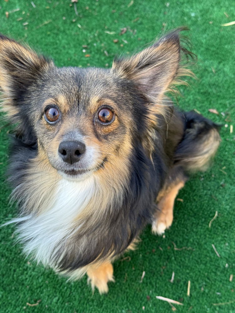 adoptable Dog in Beaumont, CA named ONYX