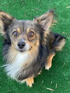 adoptable Dog in  named ONYX