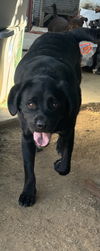 adoptable Dog in Beaumont, CA named MURPHY