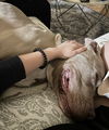 adoptable Dog in  named KIERAN