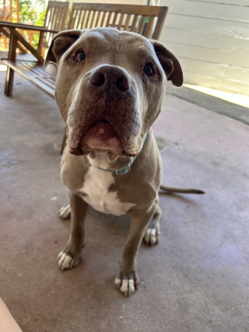 picture of the dog needing adoption