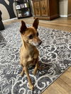 adoptable Dog in  named DENNIS