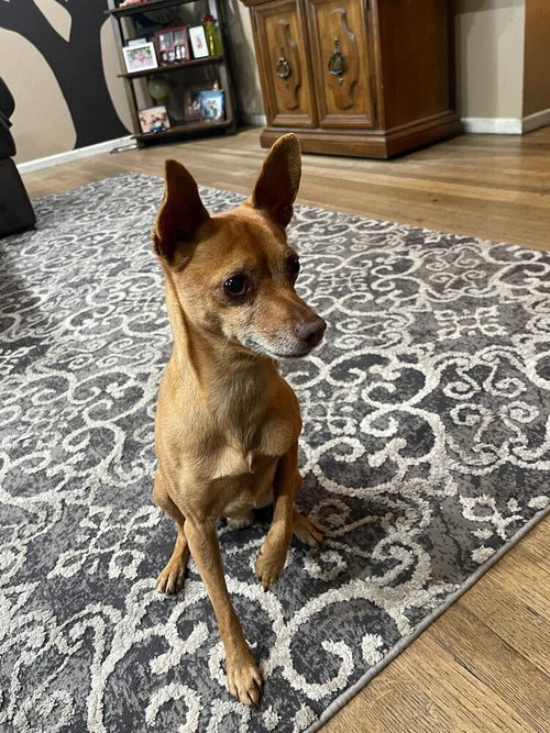 picture of the dog needing adoption