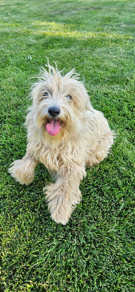 adoptable Dog in Beaumont, CA named DODGER