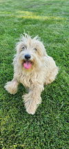 adoptable Dog in  named DODGER