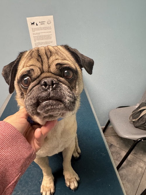 picture of the dog needing adoption