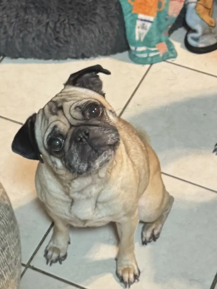 Oatmeal - Pug