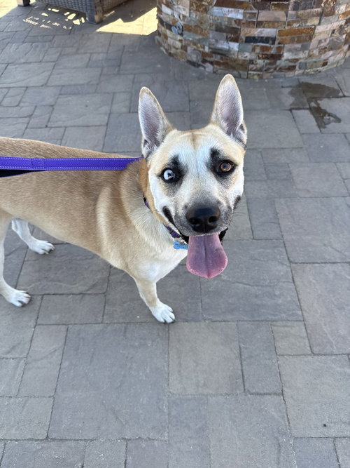 HARPER, an adoptable Shepherd in Banning, CA