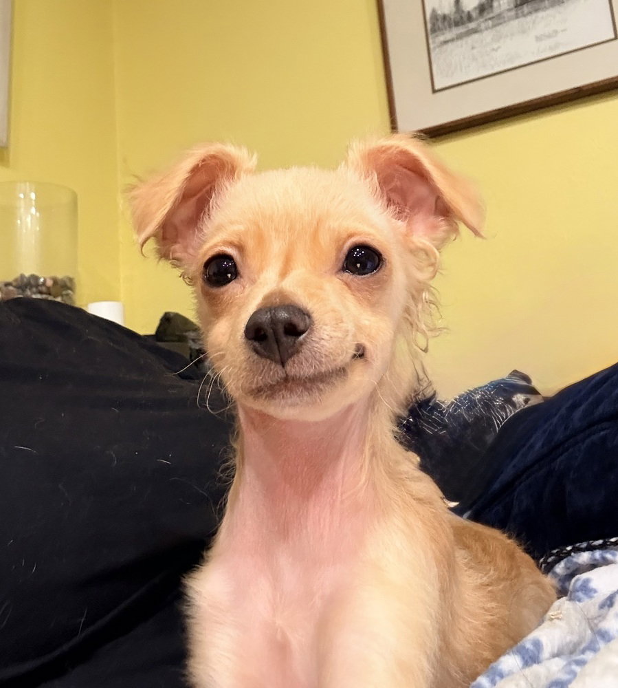 TAQUITO
